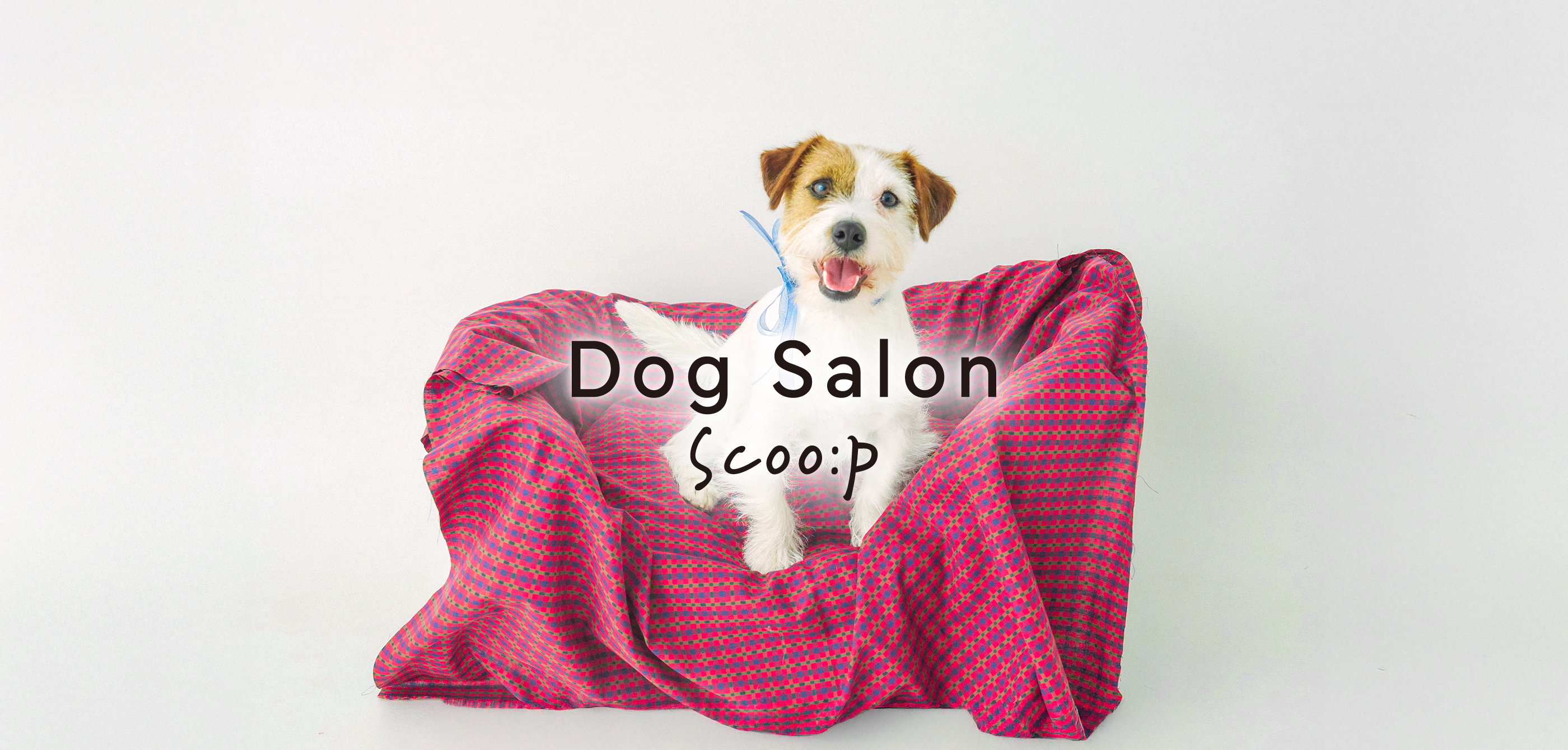 Dog Salon Scoo:p